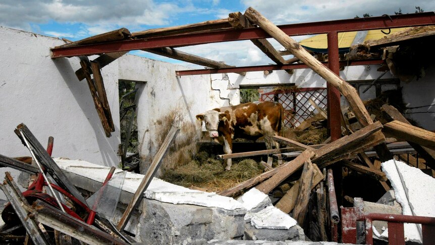 A cow stands inside a destroyed barn following a tornado in the village of Osia on July 15, 2012.