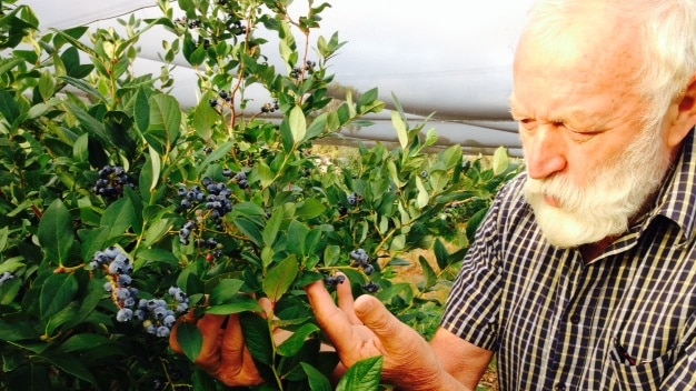 Grey haired berry farmer Gerard Grant inspects a branch with lots of berries on it