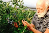 Grey haired berry farmer Gerard Grant inspects a branch with lots of berries on it