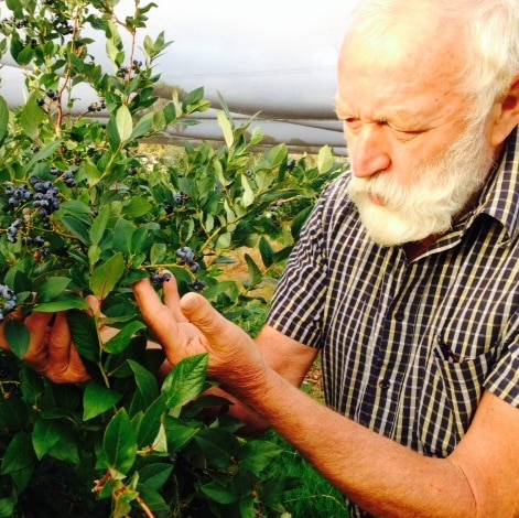 Grey haired berry farmer Gerard Grant inspects a branch with lots of berries on it