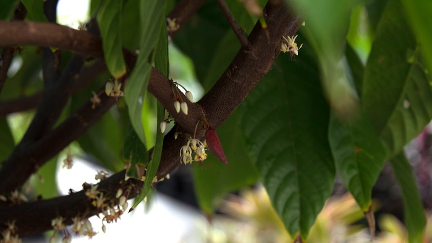 Theobroma cacao pod