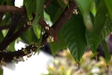 Theobroma cacao pod