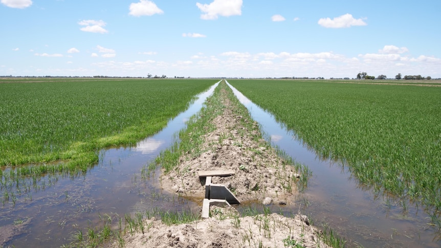 Two paddocks of rice crop with water channels and a bay between them. 