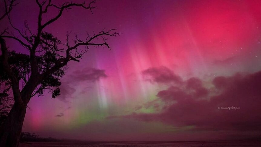 A pink and green aurora in the sky with the silhouete of a tree in the foreground.