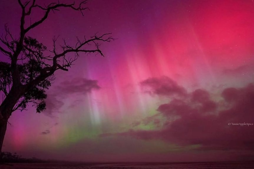 A pink and green aurora in the sky with the silhouete of a tree in the foreground.