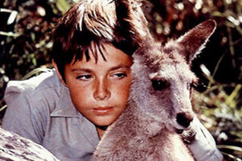 a young boy hugs a grey kangaroo in a scene from the tv show skippy the bush kangaroo