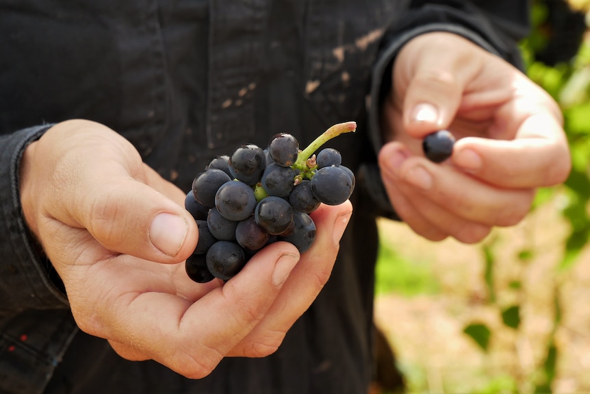Hands holding red wine grapes.