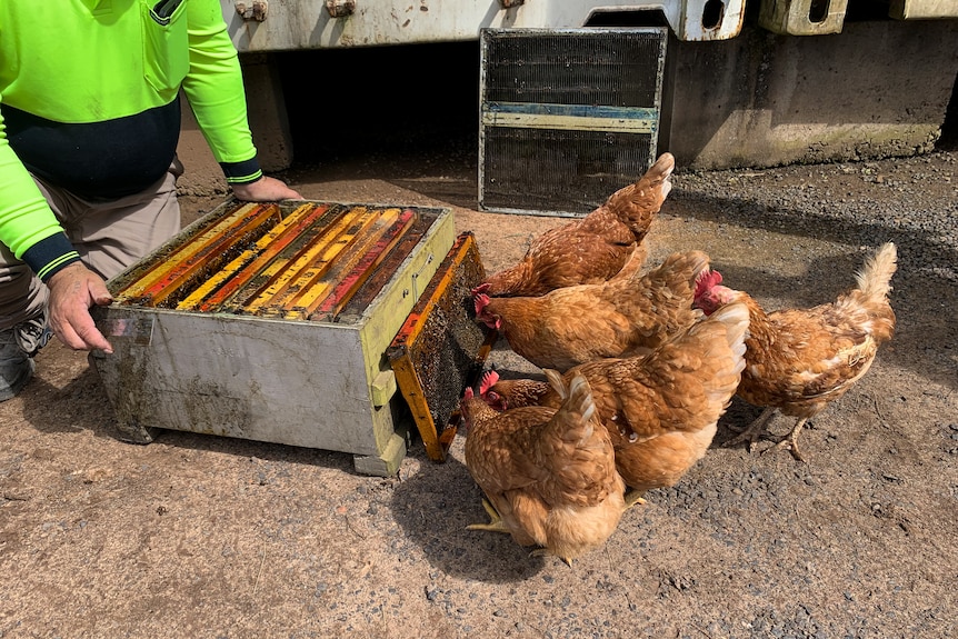 Five chooks eating larvae off a honey frame resting in front of a bee hive.