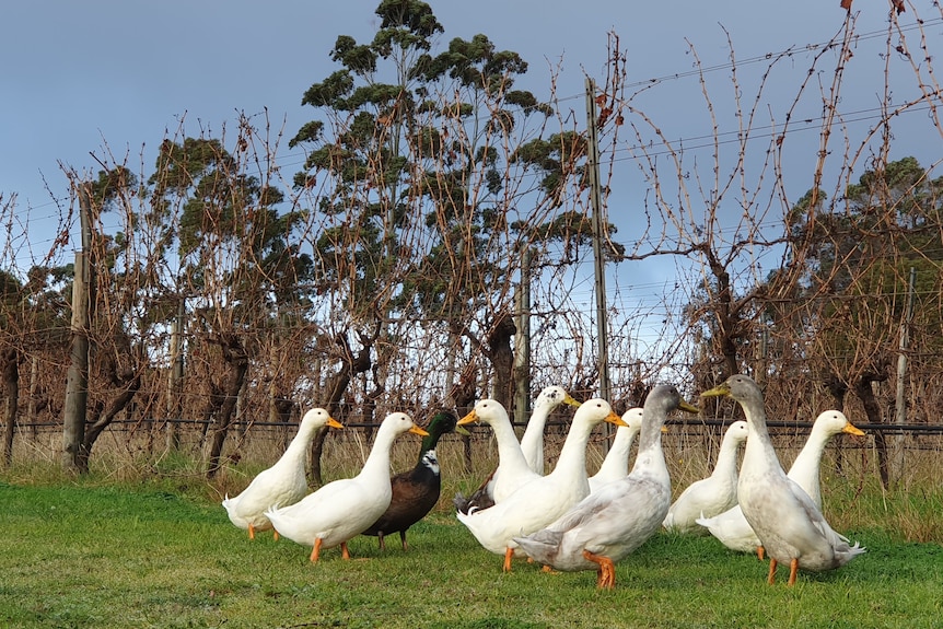 Ten ducks standing in front of pruned wine grape vines.