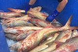 Threadfin salmon