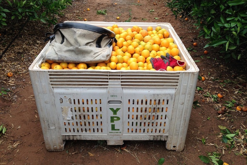 A bin of oranges in the orchard.