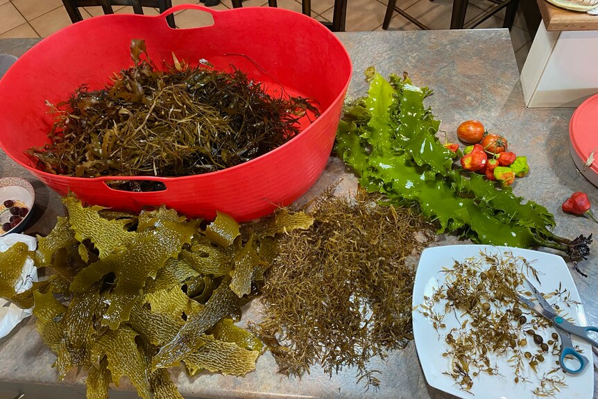 A display of different plant types collected from waters, some in a bucket, some chopped on a plate.