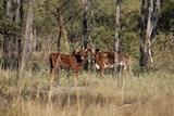 Scrub cattle in the Kimberley