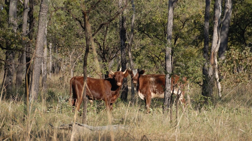 Scrub cattle in the Kimberley