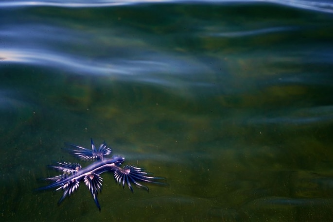 Moody Blue Dragon