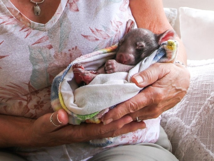 A woman holds a joey wrapped in a fabric pouch.