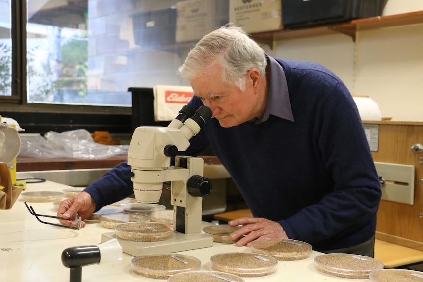 Ian Edwards hunches over a microscope looking through the lens inside a laboratory, wearing a blue jumper.
