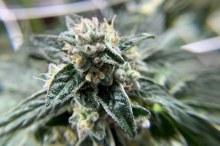 A close-up of a cannabis flower growing in Colorado in the US