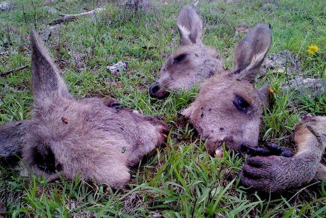 Dead kangaroo heads in a commercial shooting zone in NSW, 2014.