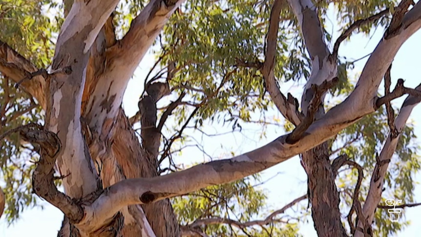 Eucalyptus tree branches