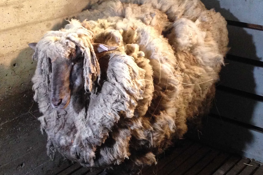 Cecil the sheep before being shorn
