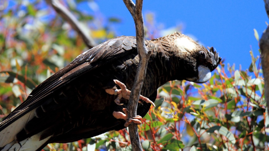 A female Carnaby cockatoo sits on a branch.