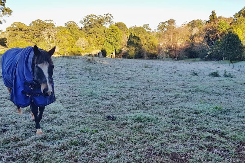 A horse stands in a frozen yarn on Queensland's Tamborine Mountain