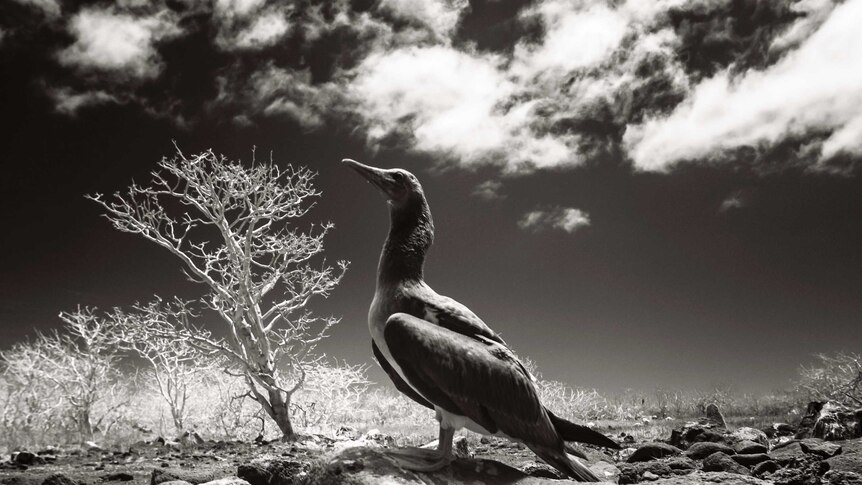Galapagos Islands bird