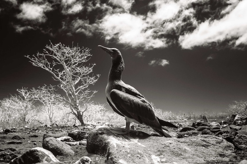 Galapagos Islands bird