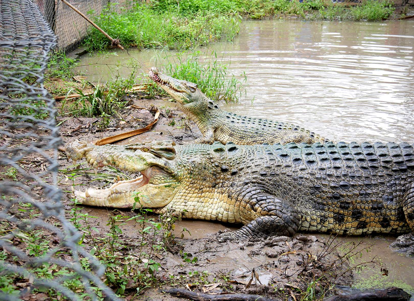 Light Green Crocodile Porn - Billabong Sanctuary's healthy crocodile egg harvest a relief after delayed  breeding season - ABC News