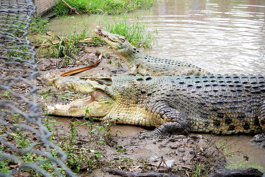 Two estuarine crocodiles lay side by side inside a swampy enclosure that is lined by a wire fence. One is chewing on meat.