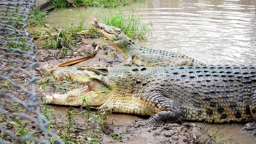 Two estuarine crocodiles lay side by side inside a swampy enclosure that is lined by a wire fence. One is chewing on meat.