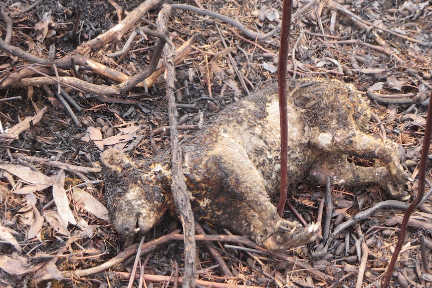 The charred body of a dead koala lies on forest floor of burnt debris