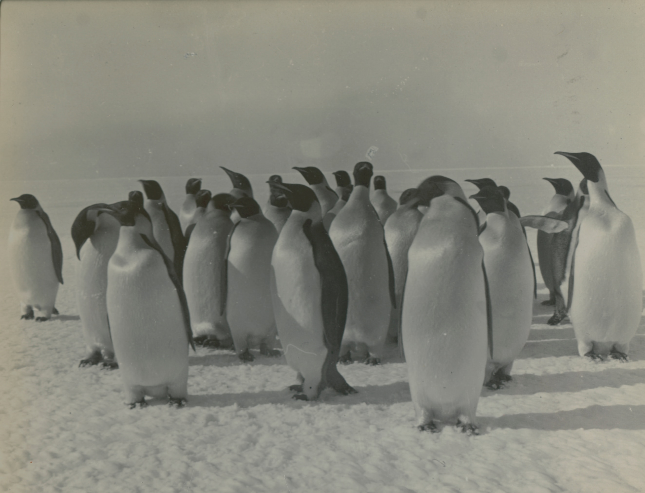 A historical image of penguins captured during the Shackleton expedition to Antarctica 