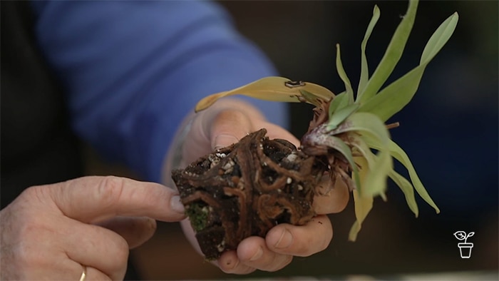 Hands holding a pot plant out of its pot with finger pointing to roots