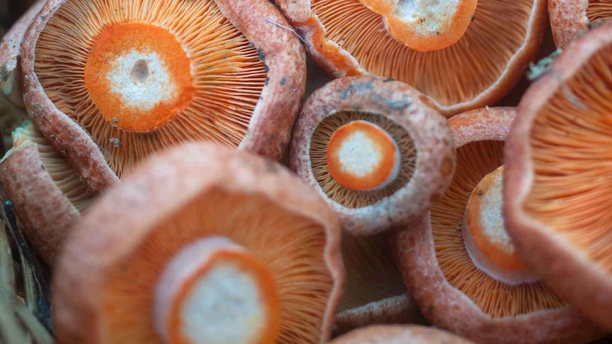 Bunch of bright orange mushrooms