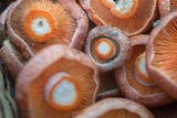 Bunch of bright orange mushrooms