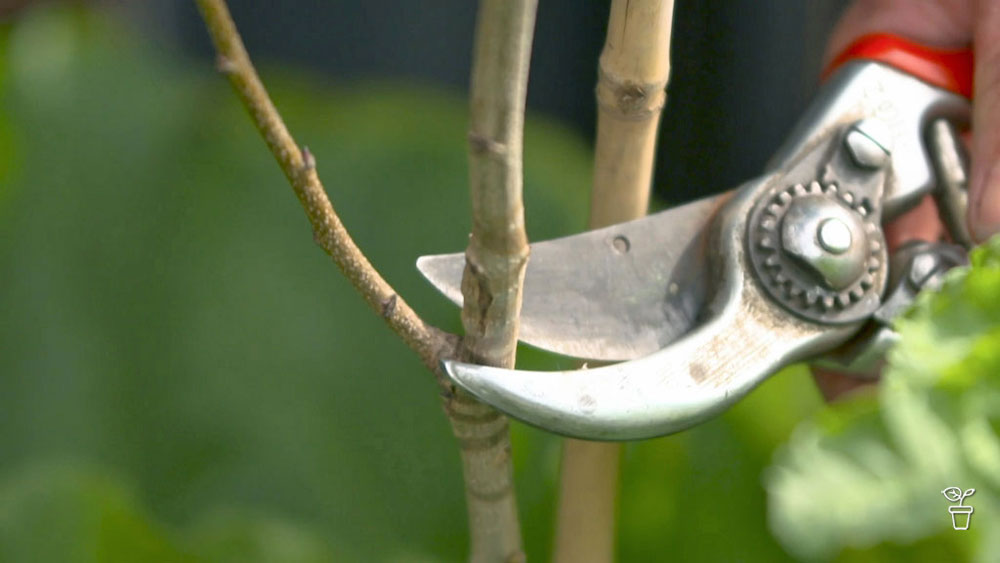 Pruning Pistachio - Gardening Australia