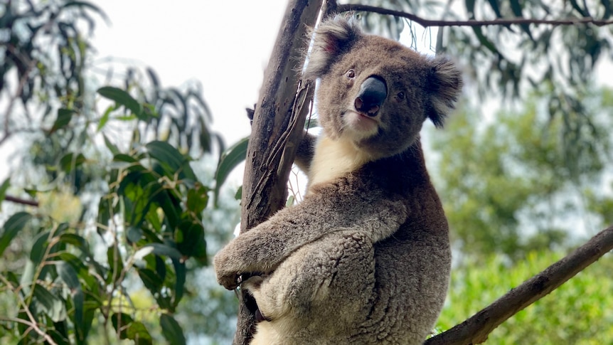 a koala in a gum tree looking towards the camera