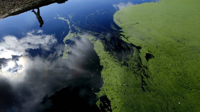 Farmer inspects an algae-affected dam