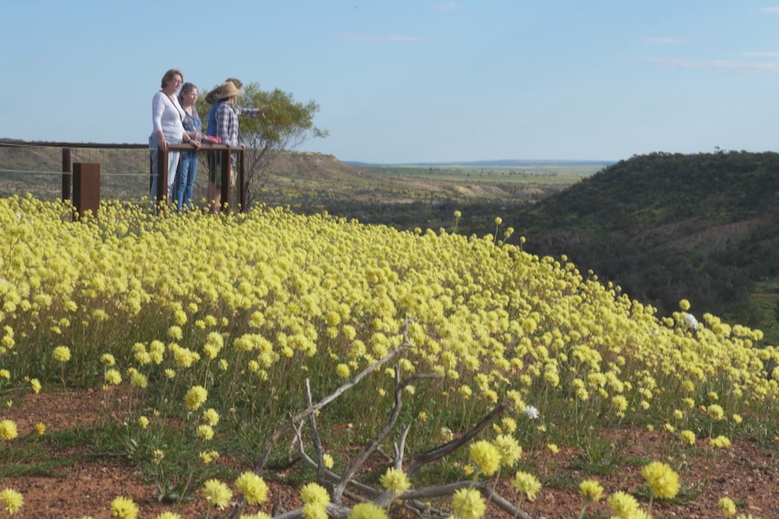 Tourists at a lookout, with a foreground of yellow flowers.