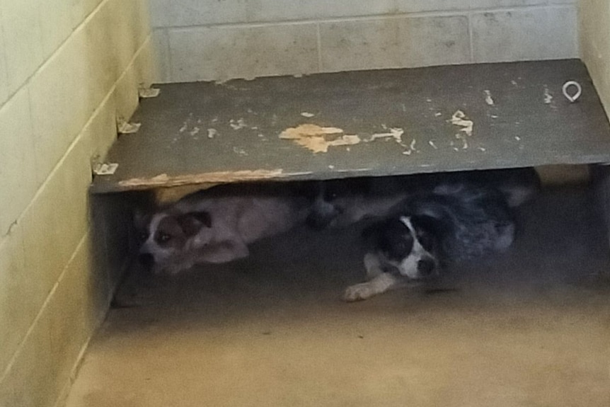 Three dogs hide under a bed 