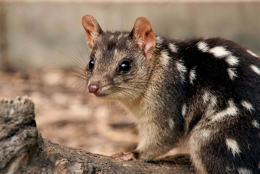 A quoll in Kakadu National Park