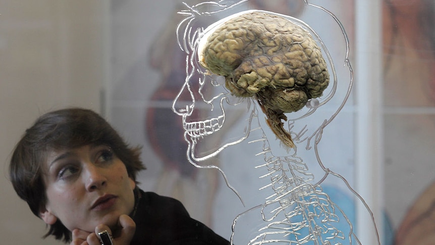 Woman looking at a real human brain displayed as part of a science exhibition