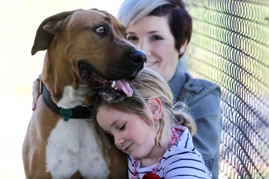 A large dog being hugged by a small girl