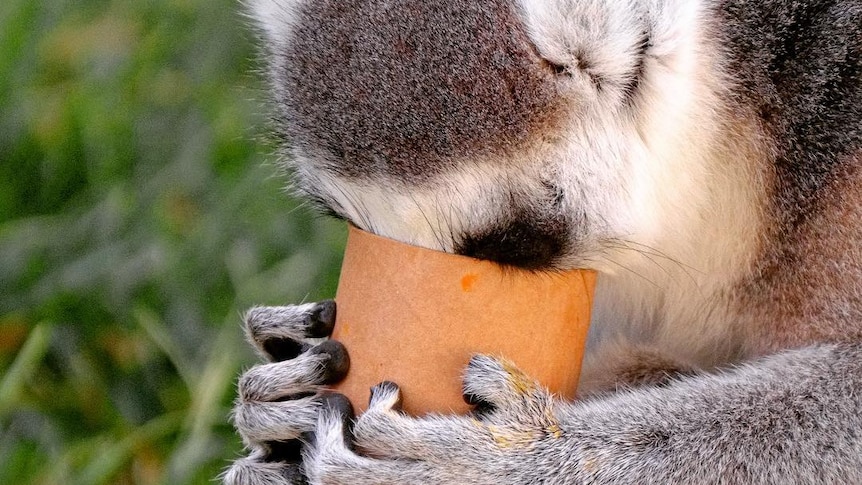 A lemur peers in to a cardboard tube.