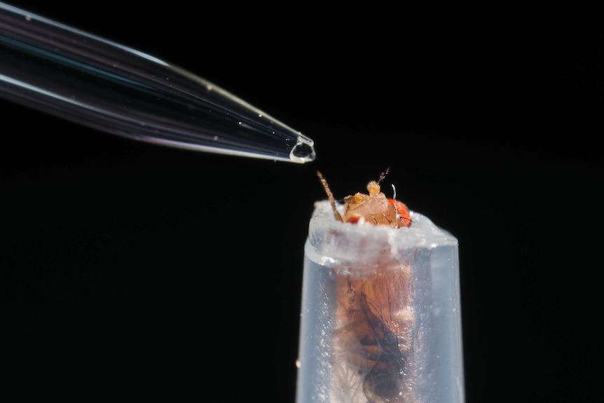 Scientists expose fruit flies to various odours to measure their neurological activity.