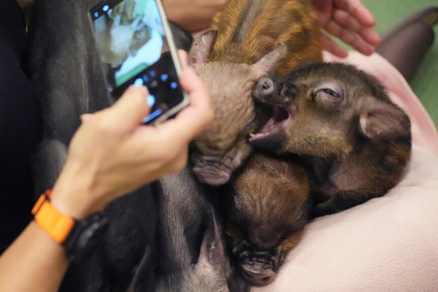 A person reaches to take a photo of a smal pig with a phone. 