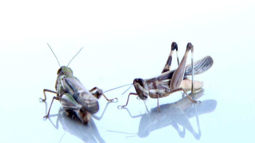 Two grasshoppers sit on a car in Rockhampton in the wake of Tropical Cyclone Marcia, February 23, 2015.