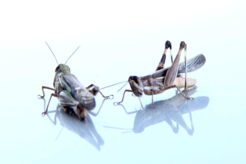 Two grasshoppers sit on a car in Rockhampton in the wake of Tropical Cyclone Marcia, February 23, 2015.